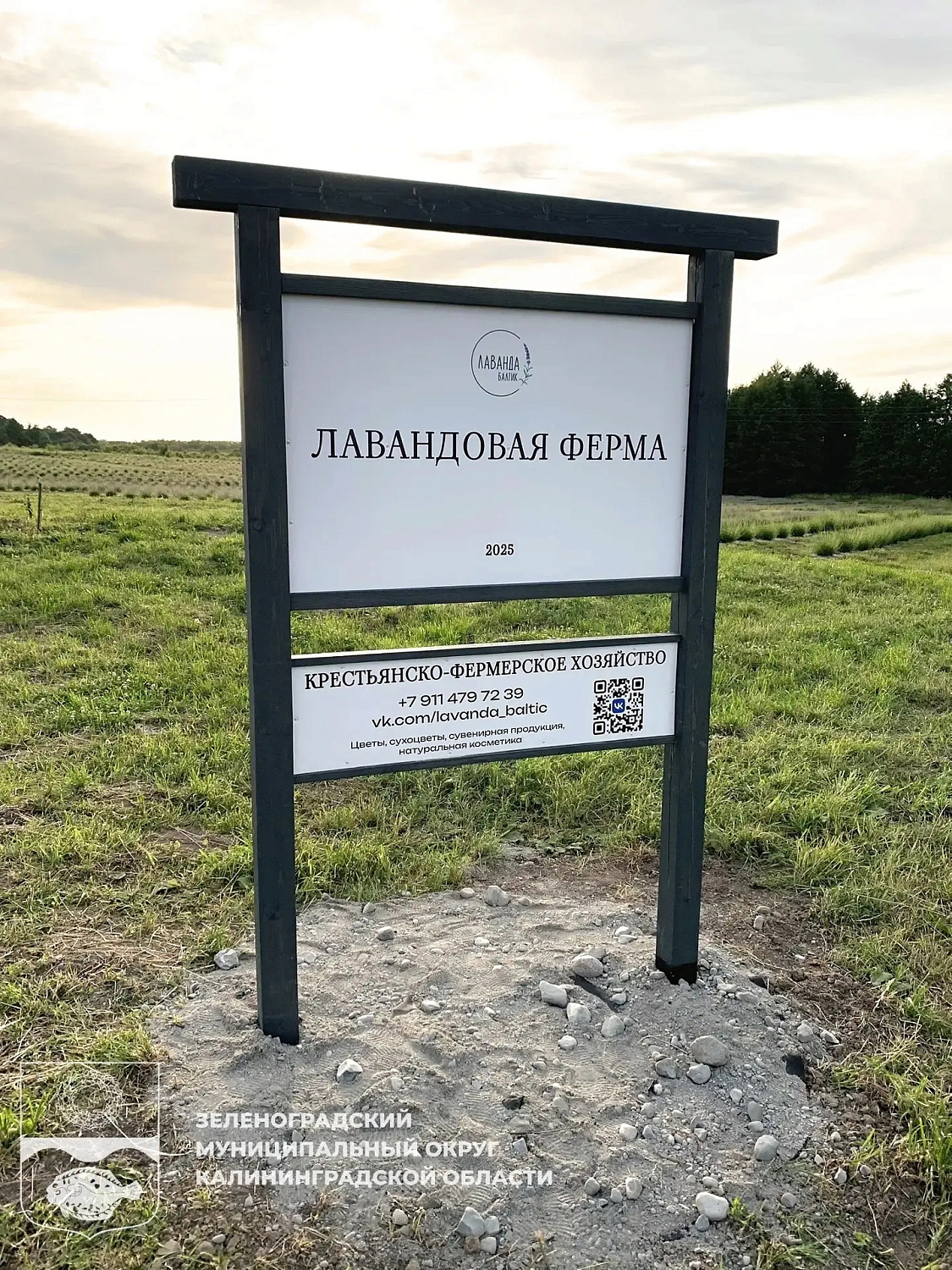 Лавандовая сказка у моря